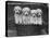 Four "Buckwheat" White Minature Poodle Puppies Standing in a Basket-Thomas Fall-Premier Image Canvas