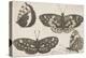 Four Butterflies-Wenceslaus Hollar-Premier Image Canvas