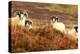 Four Curious Black Face Sheep in the Cairngorms, Scotland-pink candy-Premier Image Canvas