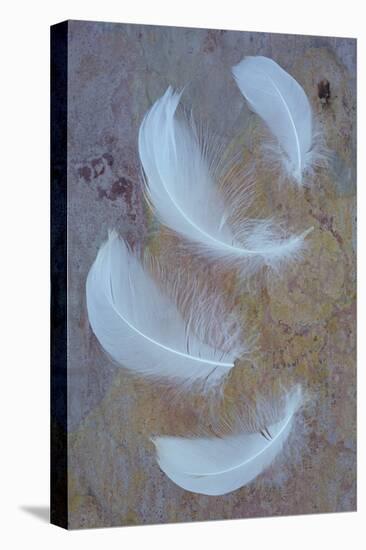 Four Curved White Swan Feathers Lying On Pink And Orange Rough Slate-Den Reader-Premier Image Canvas