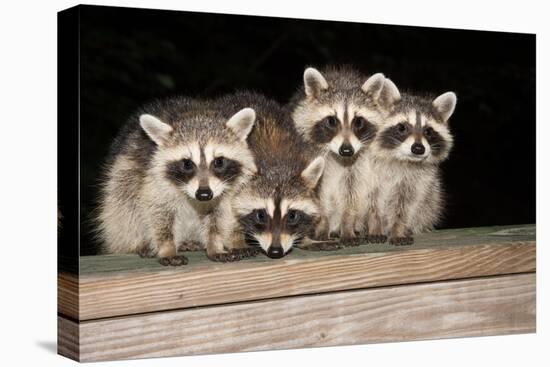 Four Cute Baby Raccoons on A Deck Railing-EEI_Tony-Premier Image Canvas