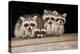 Four Cute Baby Raccoons on A Deck Railing-EEI_Tony-Premier Image Canvas