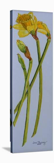 Four Daffodil Stems 2011-Joan Thewsey-Premier Image Canvas