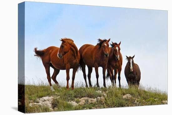 Four Horses, Kansas, USA-Michael Scheufler-Premier Image Canvas
