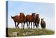 Four Horses, Kansas, USA-Michael Scheufler-Premier Image Canvas