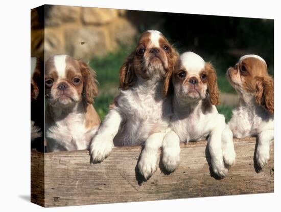 Four King Charles Cavalier Spaniel Puppies with Log-Adriano Bacchella-Premier Image Canvas