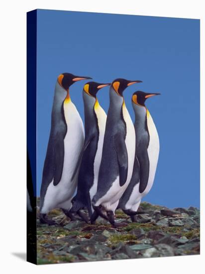 Four King Penguins in a Mating Ritual March, South Georgia Island-Charles Sleicher-Premier Image Canvas