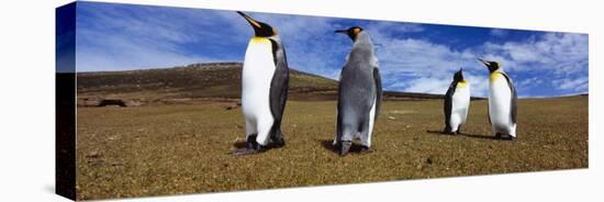 Four King Penguins Standing on a Landscape, Falkland Islands-null-Premier Image Canvas