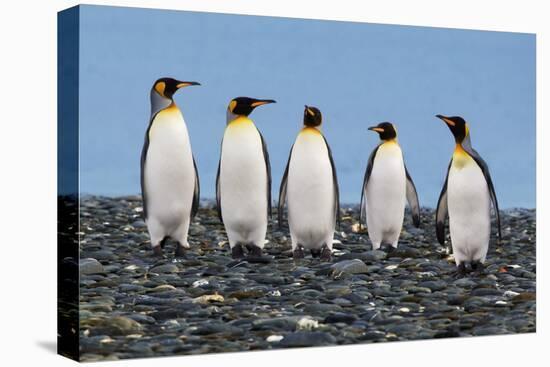 Four King Penguins-Howard Ruby-Premier Image Canvas
