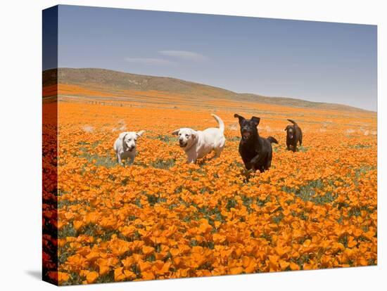 Four Labrador Retrievers Running Through Poppies in Antelope Valley, California, USA-Zandria Muench Beraldo-Premier Image Canvas