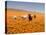 Four Labrador Retrievers Running Through Poppies in Antelope Valley, California, USA-Zandria Muench Beraldo-Premier Image Canvas