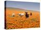 Four Labrador Retrievers Running Through Poppies in Antelope Valley, California, USA-Zandria Muench Beraldo-Premier Image Canvas