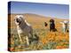 Four Labrador Retrievers Standing in a Field of Poppies at Antelope Valley in California, USA-Zandria Muench Beraldo-Premier Image Canvas