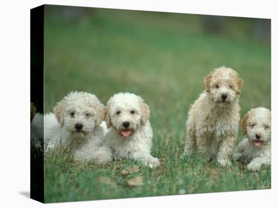 Four Lagotta Romagnolo Puppies-Adriano Bacchella-Premier Image Canvas