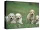 Four Lagotta Romagnolo Puppies-Adriano Bacchella-Premier Image Canvas