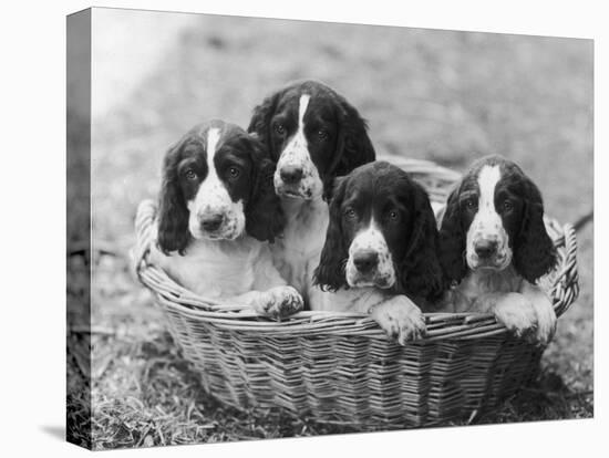 Four Large Puppies Crowded in a Basket. Owner: Browne-Thomas Fall-Premier Image Canvas