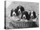 Four Large Puppies Crowded in a Basket. Owner: Browne-Thomas Fall-Premier Image Canvas
