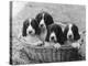 Four Large Puppies Crowded in a Basket. Owner: Browne-Thomas Fall-Premier Image Canvas