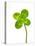 Four-leaf Clover-David Nunuk-Premier Image Canvas