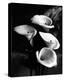 Four Lilies-null-Stretched Canvas