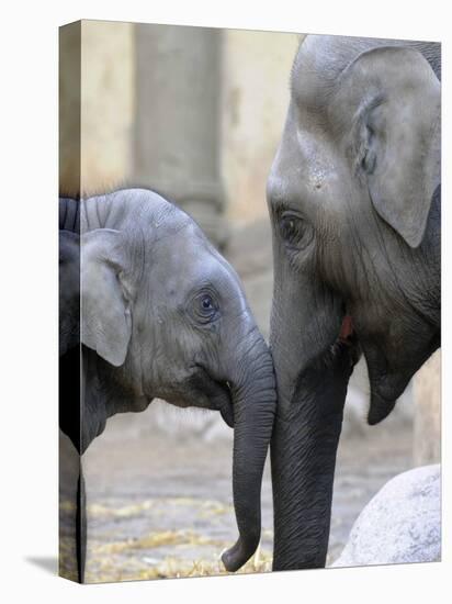 Four Month Old Elephant and Her Mother are Pictured in Hagenbeck's Zoo in Hamburg, Northern Germany-null-Premier Image Canvas