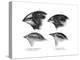 Four or the Species of Finch Observed by Darwin on the Galapagos Islands-null-Premier Image Canvas