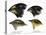 Four or the species of finch observed by Darwin on the Galapagos Islands-Unknown-Premier Image Canvas