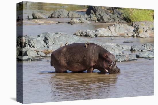 Four Oxpecker Birds Perch on Back of Hippo, Landscape View-James Heupel-Premier Image Canvas