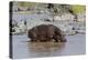 Four Oxpecker Birds Perch on Back of Hippo, Landscape View-James Heupel-Premier Image Canvas