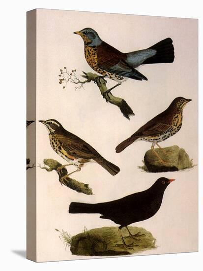 Four Perching Birds-William Home Lizars-Premier Image Canvas