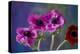 Four Poppies-Brigitte Protzel-Premier Image Canvas