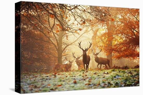 Four Red Deer, Cervus Elaphus, in the Forest in Autumn-Alex Saberi-Premier Image Canvas