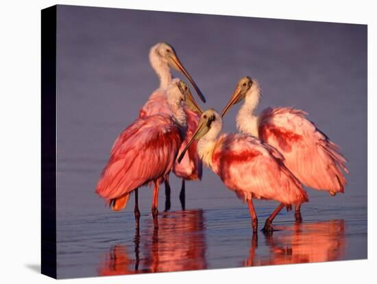 Four Roseate Spoonbills at Dawn, Ding Darling NWR, Sanibel Island, Florida, USA-Charles Sleicher-Premier Image Canvas