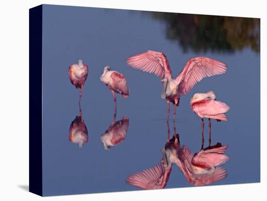 Four Roseate Spoonbills Standing in Shallow Water, Ding Darling NWR, Sanibel Island, Florida, USA-Charles Sleicher-Premier Image Canvas