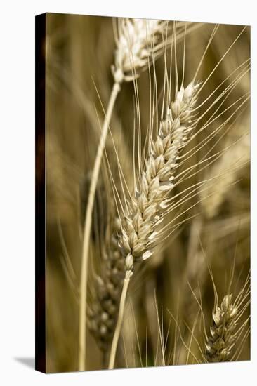 Four-rowed Barley (Hordeum Vulgare)-Paul Harcourt Davies-Premier Image Canvas