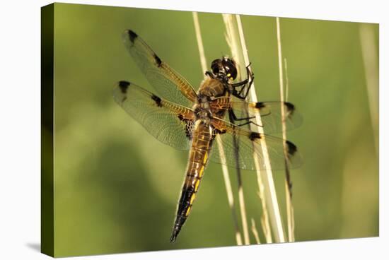 Four-spotted Chaser Dragonfly-Adrian Bicker-Premier Image Canvas