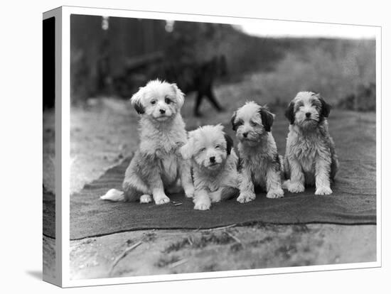 Four Tibetan Terrier Puppies Sitting in a Row. Owner: Greig-null-Premier Image Canvas