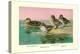 Four Types of Teal Ducks-Allan Brooks-Stretched Canvas