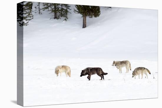 Four Wolves walking in snow, Yellowstone National Park, USA-Danny Green-Premier Image Canvas