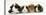 Four Young Guinea-Pigs-Mark Taylor-Premier Image Canvas