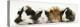 Four Young Guinea-Pigs-Mark Taylor-Premier Image Canvas