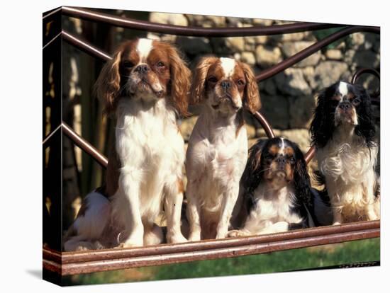 Four Young King Charles Cavalier Spaniels-Adriano Bacchella-Premier Image Canvas