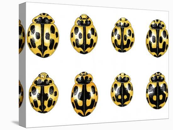 Fourteen-spot Ladybird Colouration-Dr. Keith Wheeler-Premier Image Canvas