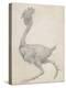 Fowl: Lateral View with Most Feathers Removed-George Stubbs-Premier Image Canvas