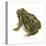 Fowler's Toad (Bufo Fowleri), Amphibians-Encyclopaedia Britannica-Stretched Canvas