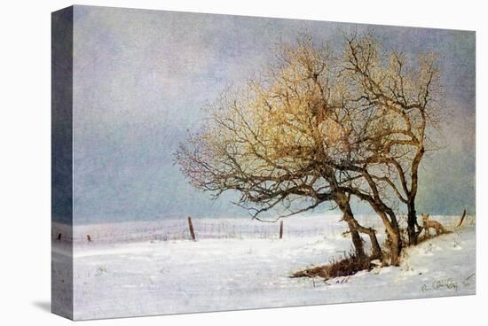 Fox and Winter Oak-Chris Vest-Stretched Canvas