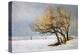 Fox and Winter Oak-Chris Vest-Stretched Canvas