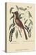 Fox Colored Thrush-Mark Catesby-Stretched Canvas