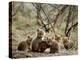 Fox Cubs-null-Premier Image Canvas