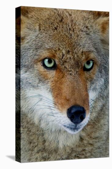 Fox Face-Howard Ruby-Premier Image Canvas